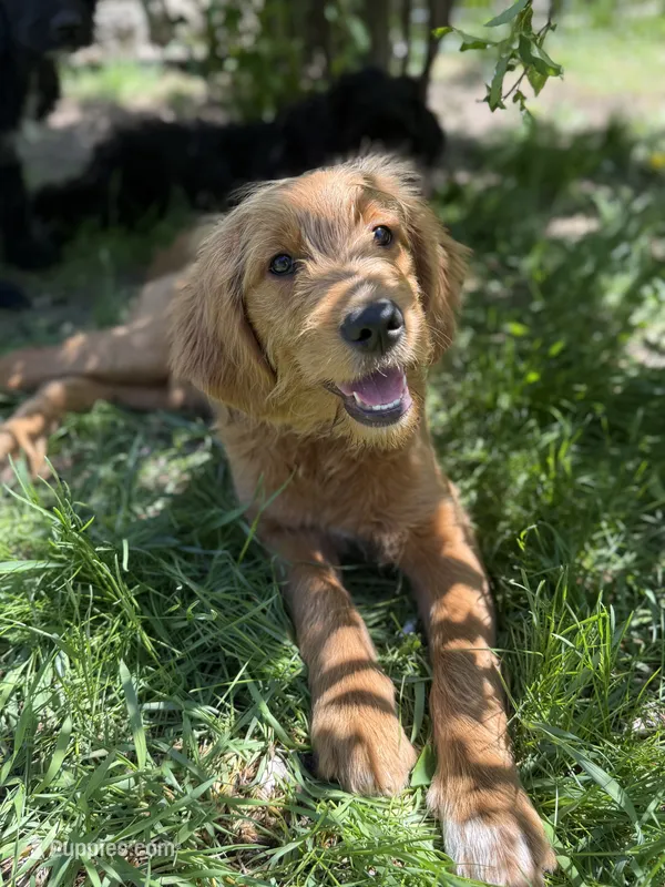 Flamingo – Goldendoodle puppy for sale in Rockville, MN