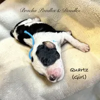 Quartz, a female Bernedoodle for sale in Rockville, MN – 3 of 3