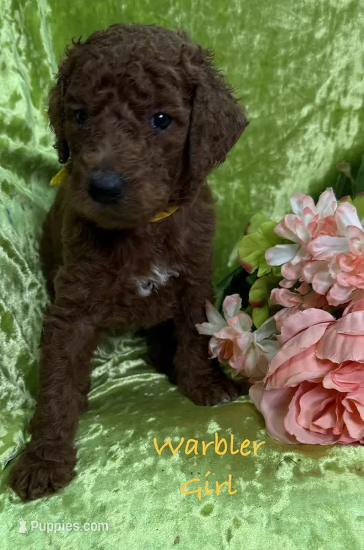 Warbler  – Poodle - Standard  puppy for sale in Rockville, MN
