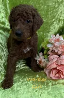 Warbler , a female Poodle - Standard  for sale in Rockville, MN – 1 of 1
