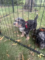 Sandstone, a male Bernedoodle for sale in Rockville, MN – 5 of 5