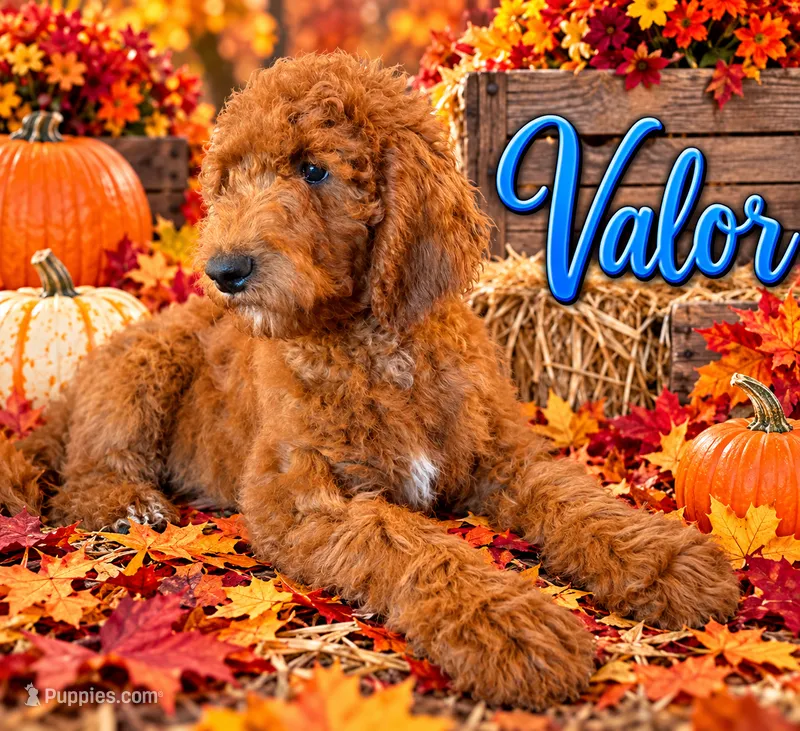 Valor – Poodle - Standard  puppy on hold in Rockville, MN