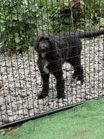 Miles, a male Goldendoodle for sale in Rockville, MN – 4 of 4
