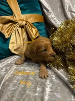 Cabana, a male Goldendoodle for sale in Rockville, MN – Photo 2 of 2