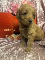 Cabana, a male Goldendoodle for sale in Rockville, MN – Photo 1 of 2