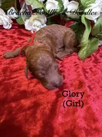 Glory, a female Poodle - Standard  for sale in Rockville, MN – 3 of 3