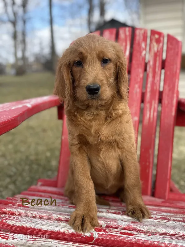 Beach – Goldendoodle puppy for sale in Rockville, MN