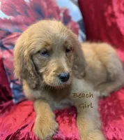 Beach, a female Goldendoodle for sale in Rockville, MN – Photo 4 of 7