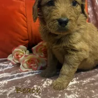 Beach, a female Goldendoodle for sale in Rockville, MN – Photo 6 of 7