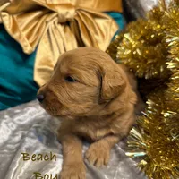 Beach, a female Goldendoodle for sale in Rockville, MN – Photo 7 of 7