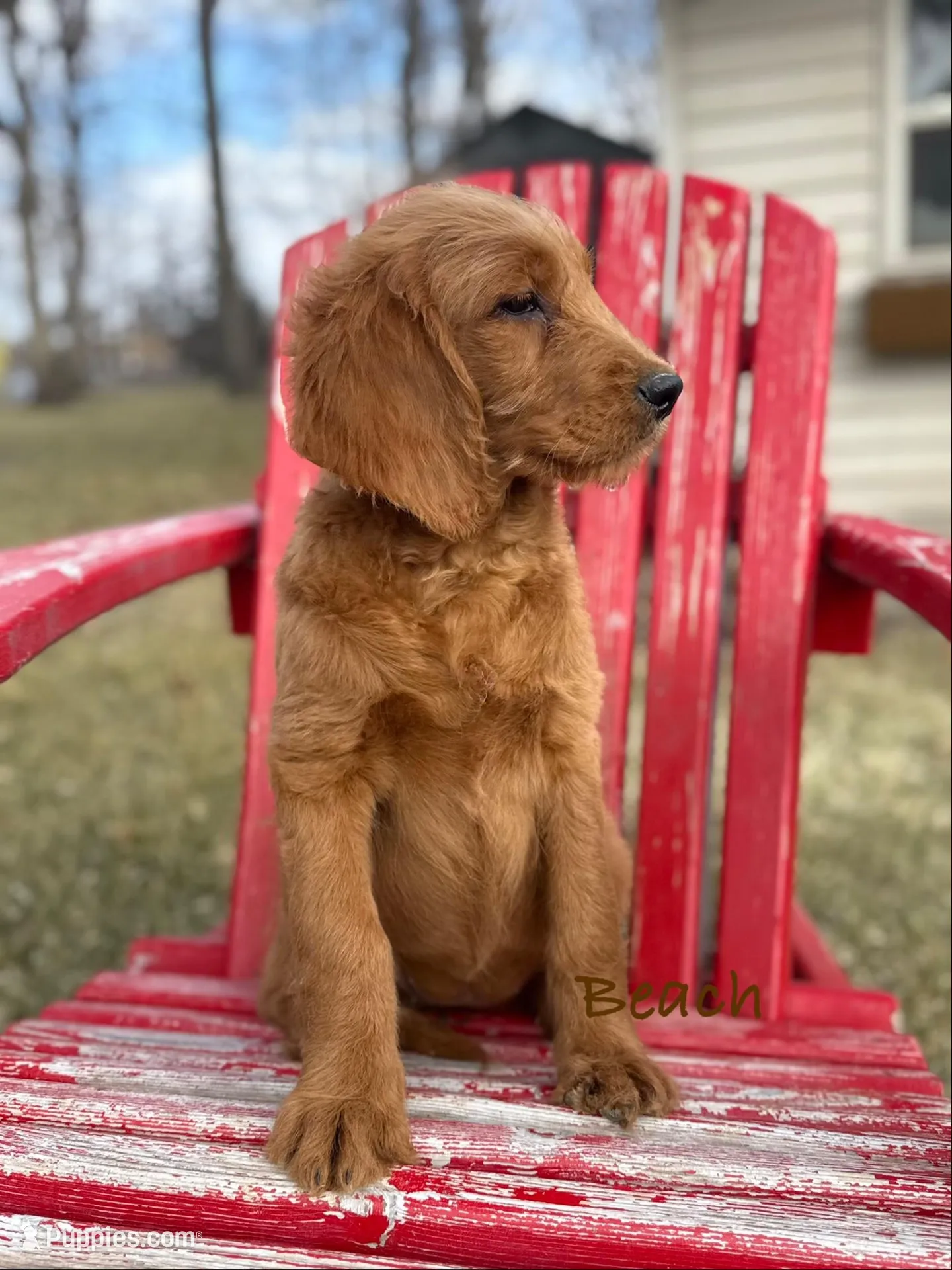 Beach, a female Goldendoodle for sale in Rockville, MN – Photo 2 of 7