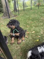 Limestone, a male Bernedoodle for sale in Rockville, MN – 6 of 8