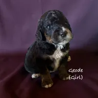 Geode, a female Bernedoodle for sale in Rockville, MN – 2 of 3