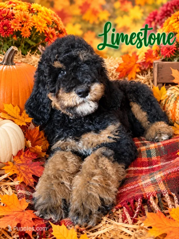 Limestone – Bernedoodle puppy for sale in Rockville, MN