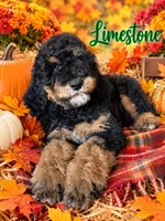 Limestone, a male Bernedoodle for sale in Rockville, MN – 1 of 8