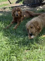 Beach, a female Goldendoodle for sale in Rockville, MN – 3 of 3