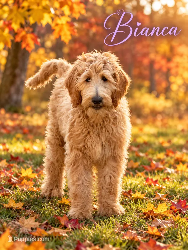 Bianca – Goldendoodle puppy for sale in Rockville, MN