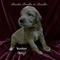 Booker, a female Goldendoodle for sale in Rockville, MN – 4 of 5