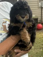 Shale, a male Bernedoodle for sale in Rockville, MN – 3 of 7