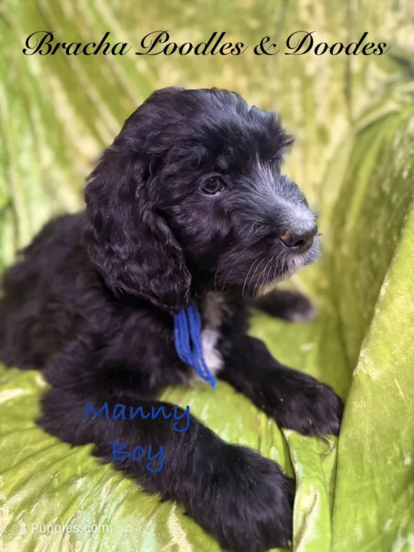 Manny – English Goldendoodle puppy for sale in Rockville, MN