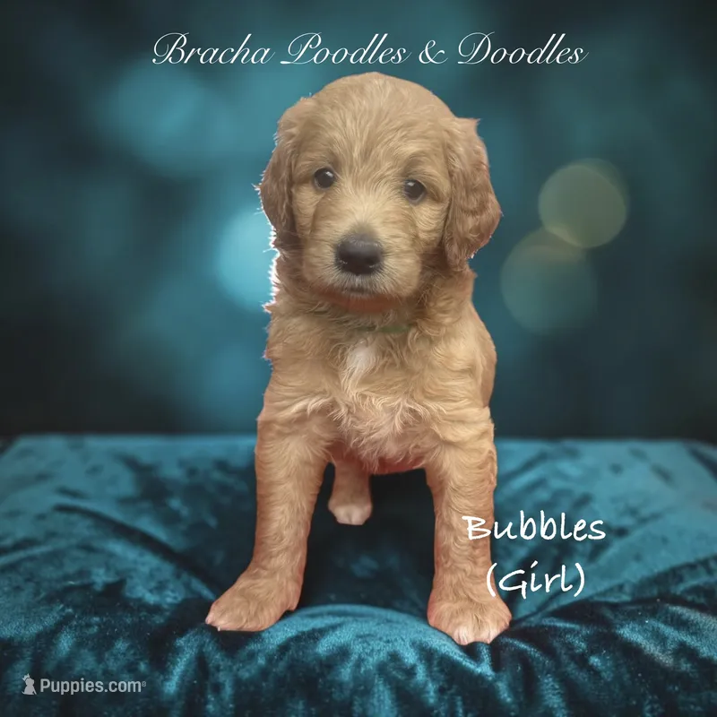 Bubbles – Goldendoodle puppy for sale in Rockville, MN