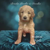 Bubbles, a male Goldendoodle for sale in Rockville, MN – 1 of 1
