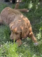 Flamingo, a female Goldendoodle for sale in Rockville, MN – 3 of 3