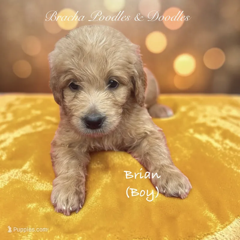 Brian  – Goldendoodle puppy for sale in Rockville, MN