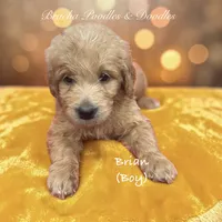 Brian , a male Goldendoodle for sale in Rockville, MN – 1 of 1