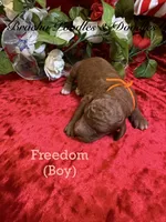 Freedom, a male Poodle - Standard  for sale in Rockville, MN – 3 of 3