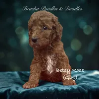 Betsy Ross, a male Poodle - Standard  for sale in Rockville, MN – 2 of 3