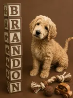 Brandon, a male Goldendoodle for sale in Rockville, MN – 1 of 3