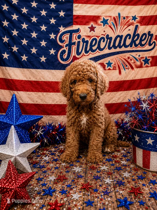 Firecracker – Poodle - Standard  puppy for sale in Rockville, MN