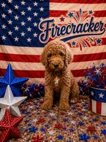 Firecracker, a male Poodle - Standard  for sale in Rockville, MN – 1 of 3
