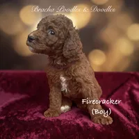 Firecracker, a male Poodle - Standard  for sale in Rockville, MN – 2 of 3