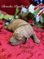 Brandon, a male Goldendoodle for sale in Rockville, MN – 3 of 3
