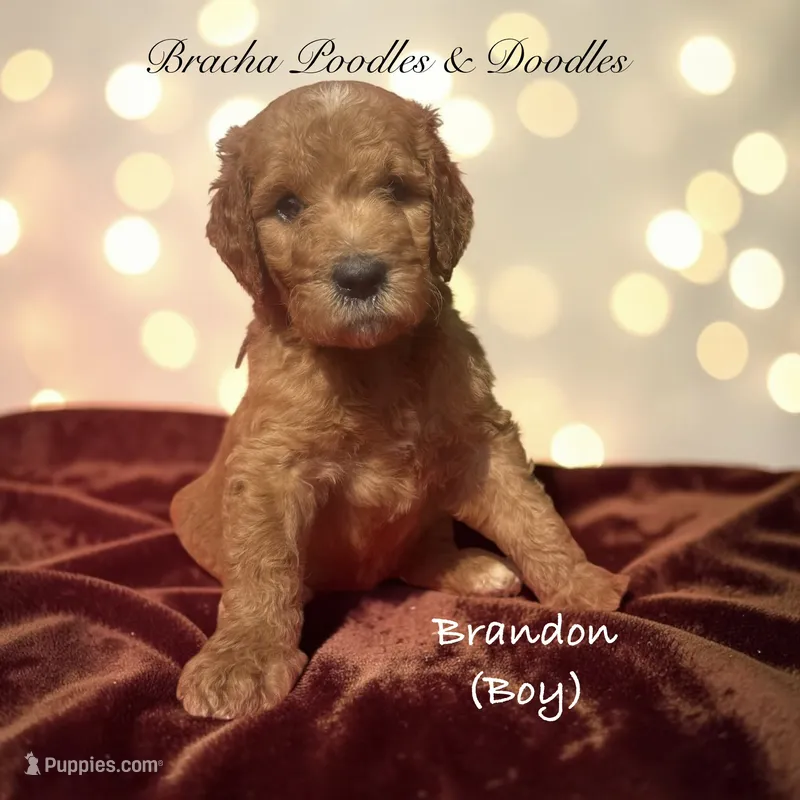 Brandon – Goldendoodle puppy for sale in Rockville, MN