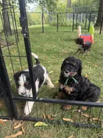 Limestone, a male Bernedoodle for sale in Rockville, MN – 5 of 8
