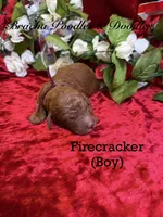 Firecracker, a male Poodle - Standard  for sale in Rockville, MN – 3 of 3