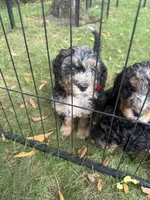 Sandstone, a male Bernedoodle for sale in Rockville, MN – 4 of 5