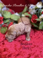 Booker, a female Goldendoodle for sale in Rockville, MN – 5 of 5