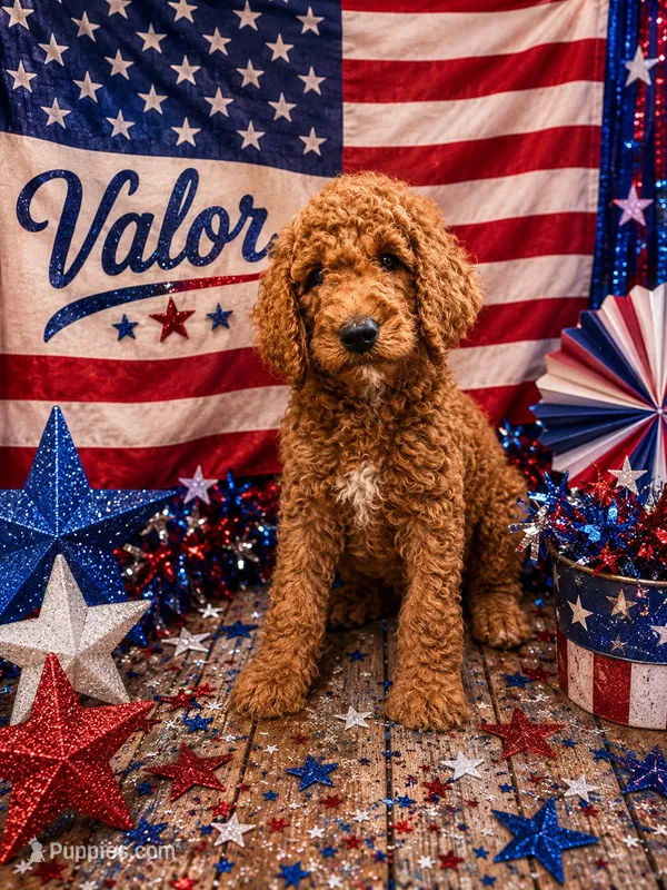 Valor – Poodle - Standard  puppy for sale in Rockville, MN