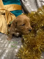 Turtle, a male Goldendoodle for sale in Rockville, MN – Photo 2 of 2