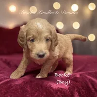 Booker, a female Goldendoodle for sale in Rockville, MN – 3 of 5