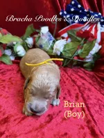 Brian , a male Goldendoodle for sale in Rockville, MN – 3 of 3