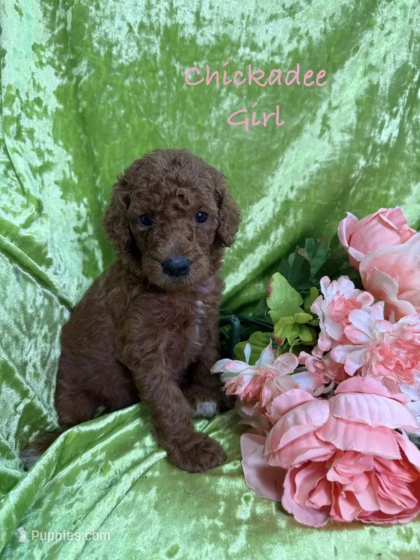 Chickadee – Poodle - Standard  puppy for sale in Rockville, MN