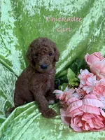 Chickadee, a female Poodle - Standard  for sale in Rockville, MN – 1 of 1