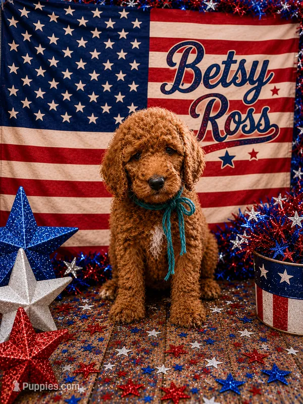 Betsy Ross – Poodle - Standard  puppy for sale in Rockville, MN