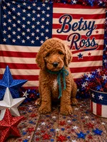 Betsy Ross, a male Poodle - Standard  for sale in Rockville, MN – 1 of 3