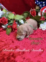 Bronson, a male Goldendoodle for sale in Rockville, MN – 3 of 3